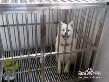 如何让萨摩进笼睡觉