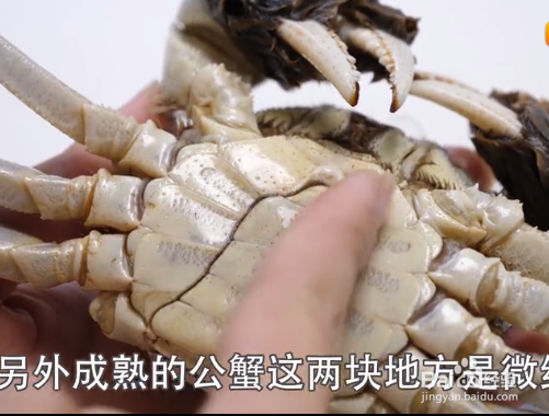 如何挑选大闸蟹才是最新鲜的？
