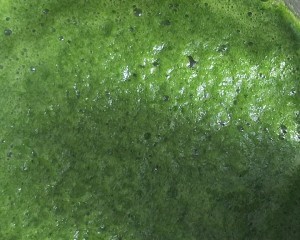 陕西美食之菠菜手擀面的做法