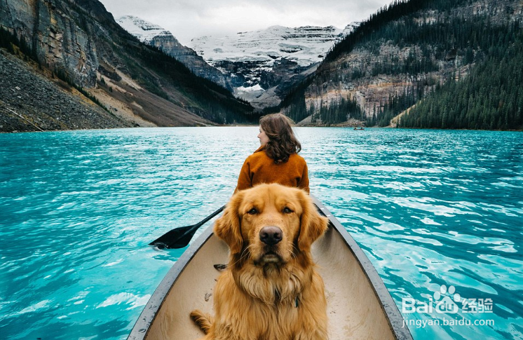 生下来就过着潇洒又让人嫉妒的狗生！世上最有艳