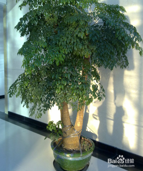 根少的幸福树怎么办