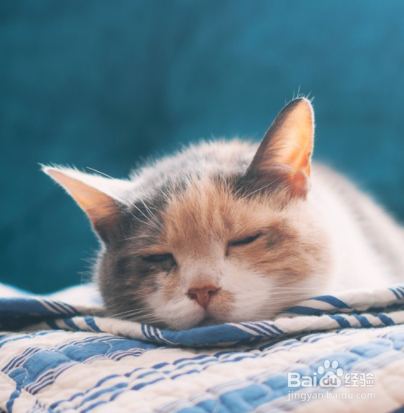 怎么教出一只粘人的猫