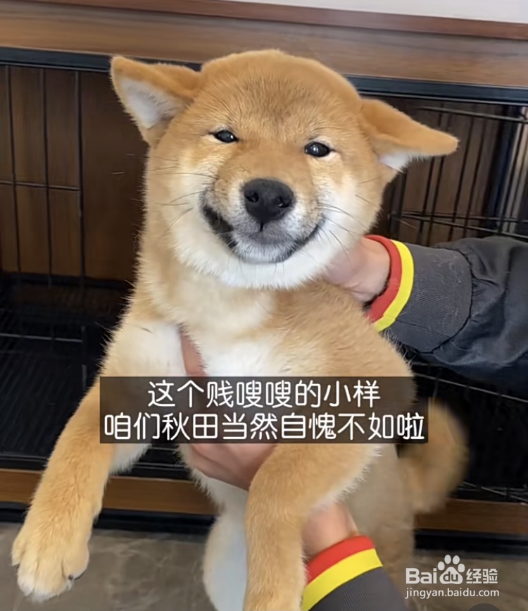 如何区分中华田园犬、土狗和柴犬