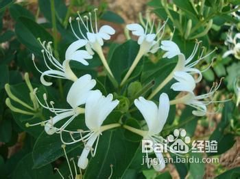 白领人事常用的四款护眼食物