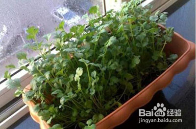 香菜种植方法和时间