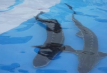 中华鲟怎么分公母