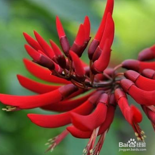 龙牙花的价值有哪些?