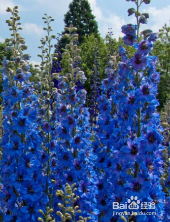 如何养殖草本植物飞燕草？