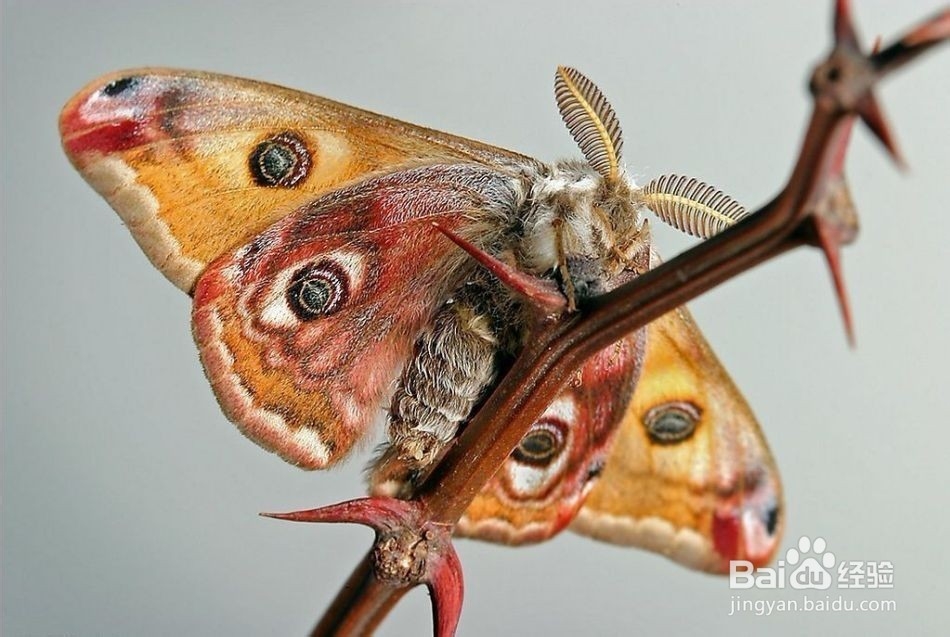 怎样区分蝴蝶和飞蛾