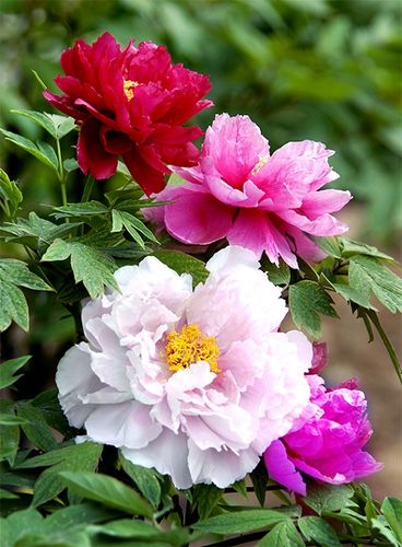 【最美的风景】北京春天赏花全线搜罗