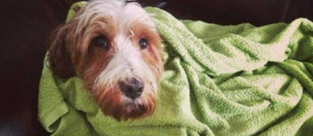 给宠物狗洗澡流程和注意事项