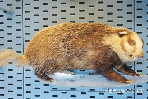 獾猪肉怎么去骚味