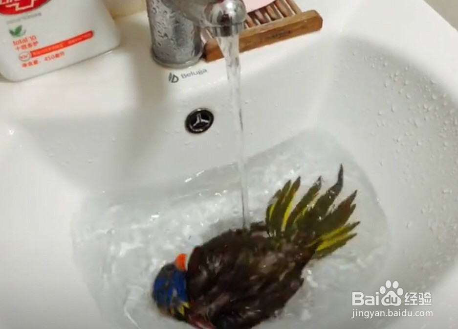 <b>如何给鹦鹉洗澡？有哪些需要注意的地方</b>