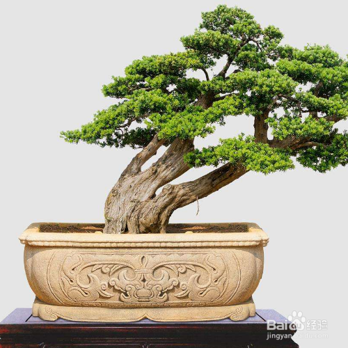 罗汉松叶子脆一捏就碎