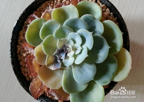 多肉叶子软了怎么办