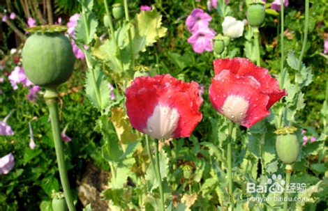 虞美人与罂粟花怎样区别