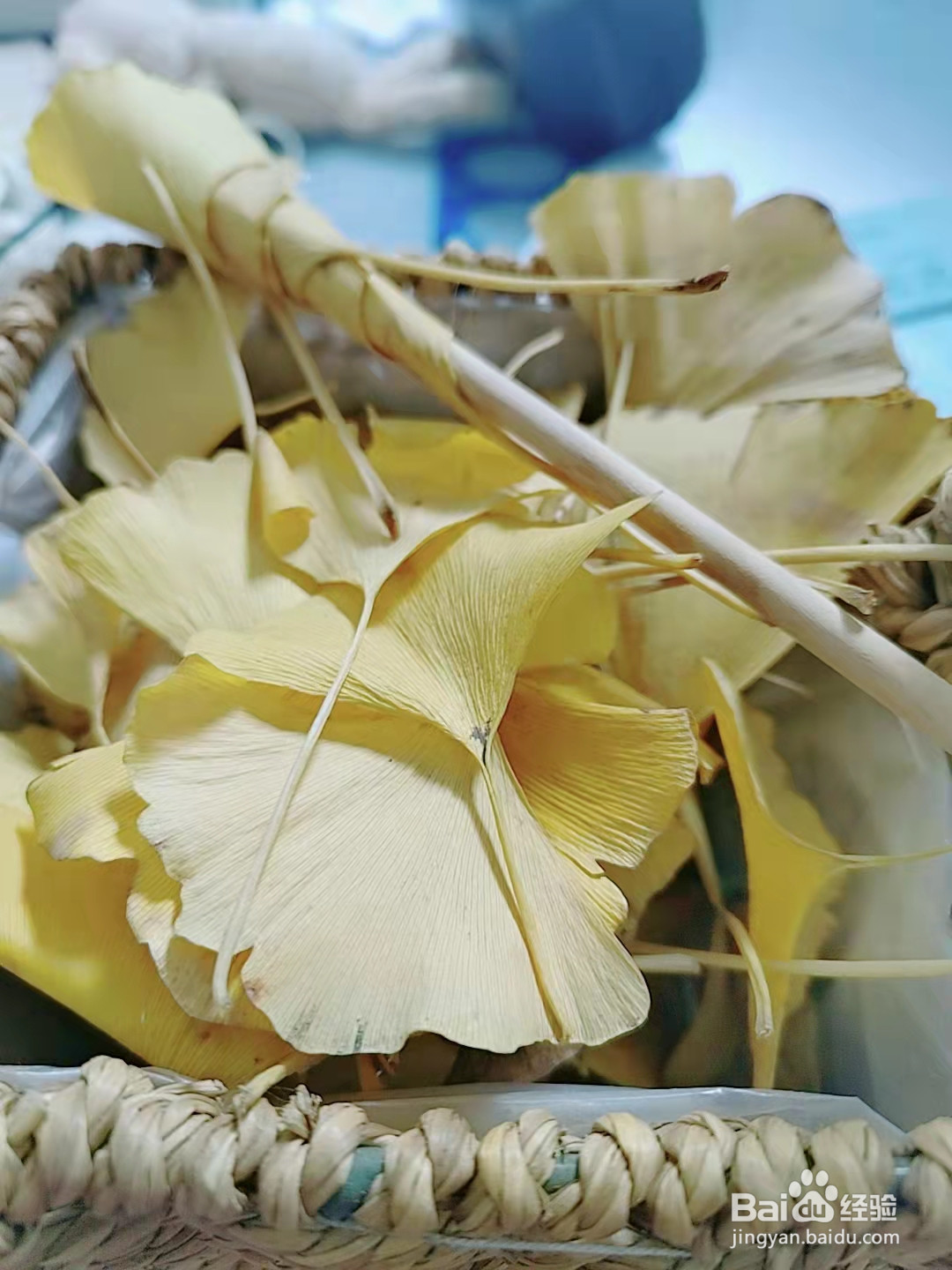 怎么用银杏树叶制作玫瑰花束