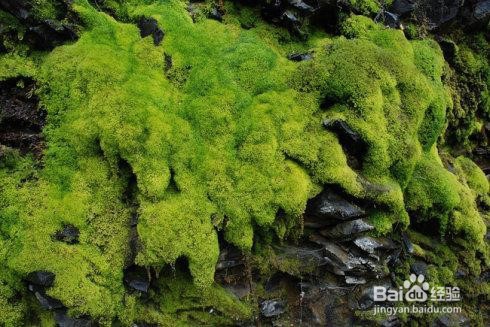 苔藓发霉怎么办