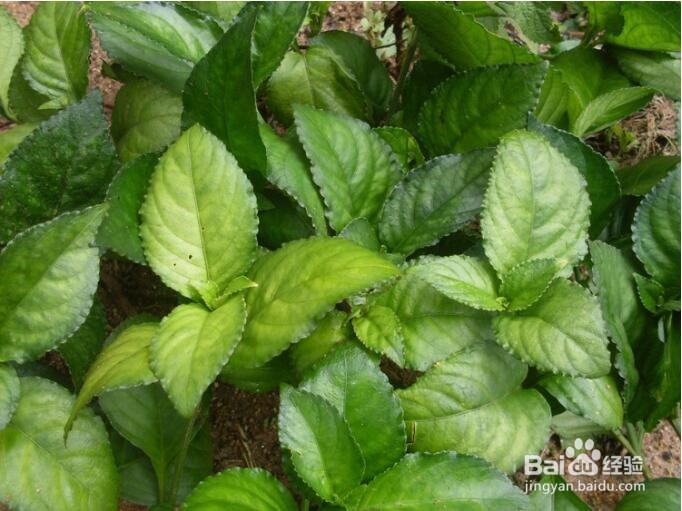 糯米香茶苗的栽盆方法