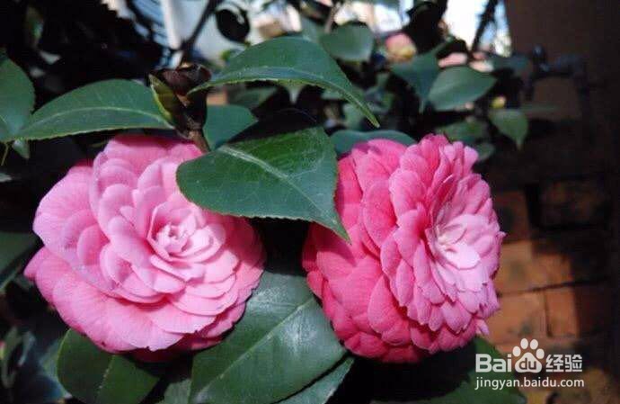 茶花修剪时间和方法