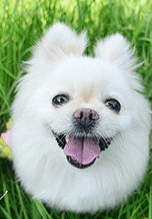 word如何绘制流程图