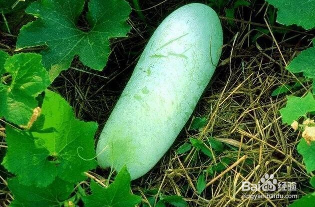 适合夏天吃的瓜果蔬菜(二)