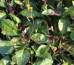 红凤菜的食用方法