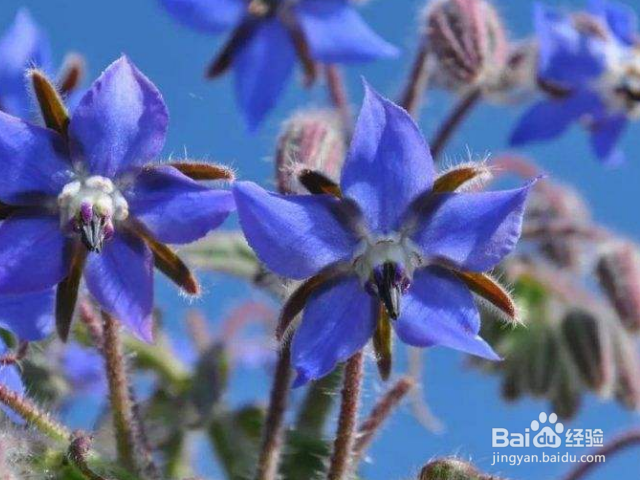 琉璃苣的养殖方法是什么？