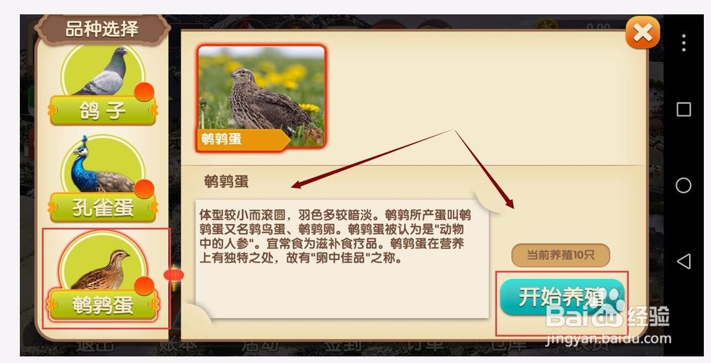 一乙农场签到红包收鹌鹑蛋，给鹌鹑喂食除便喂水