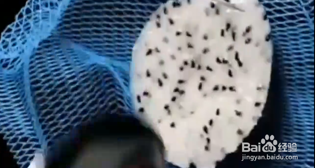 如何在家轻松种出水果？