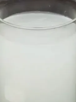 郁金香种植方法图解