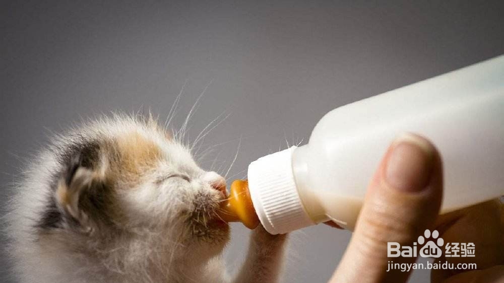 怎样提高刚出生小猫的存活率