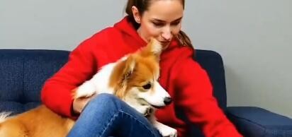 如何学会这些关于宠物的小妙招