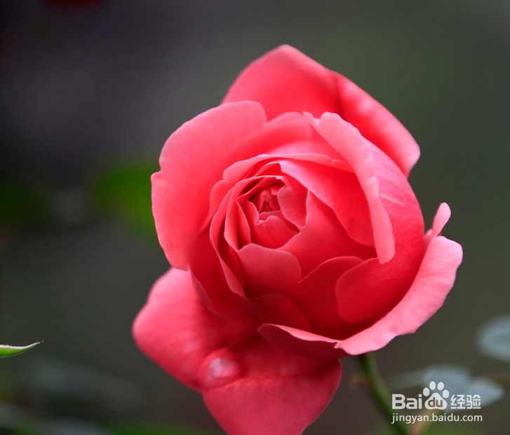 家庭盆栽月季的养护管理