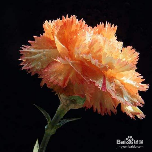 栽种康乃馨需要注意哪些？