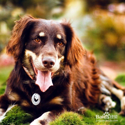 如何照顾怀孕的狗妈妈？