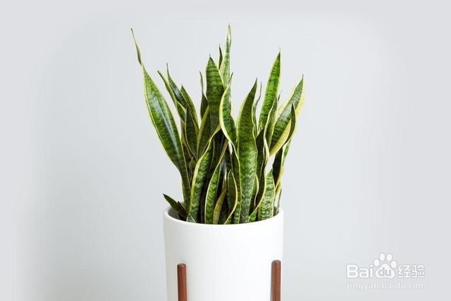 卧室养这几种植物,不仅美观,还可以促进睡眠!