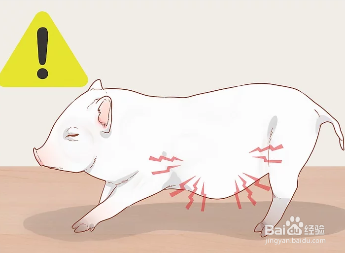 如何训练宠物猪？