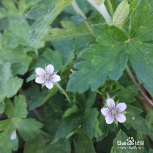 鼠掌老鹳草的培育方法和注意事项