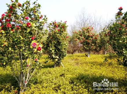 湘潭大观园自助游艺攻略