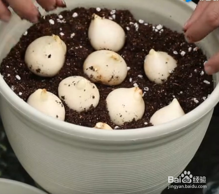 郁金香的种植步骤