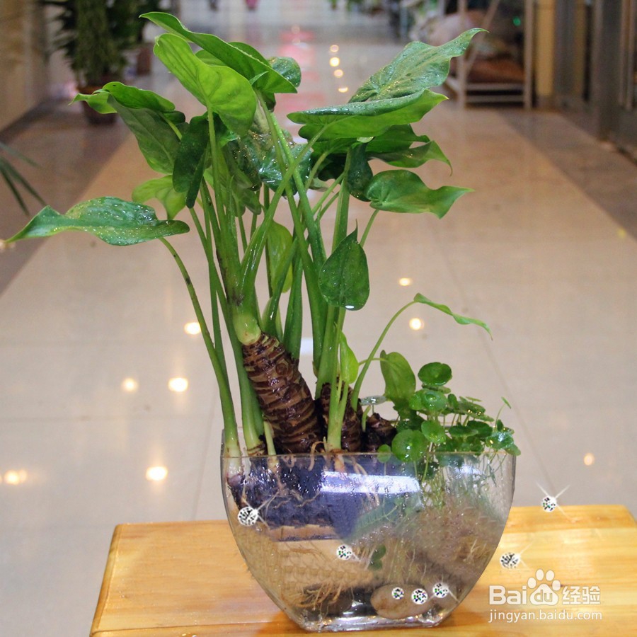 水养植物插穗水插取材法