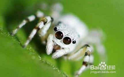 灭白蜘蛛的最有效方法 百度经验