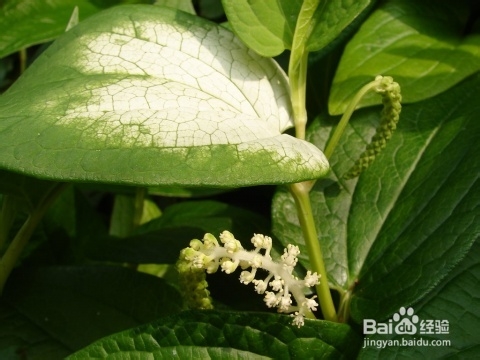 三白草栽培技术