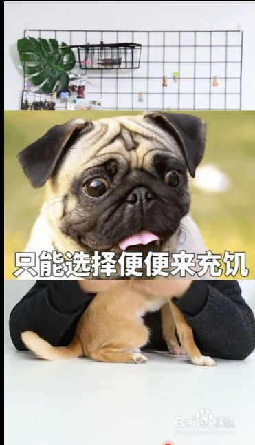 造成狗狗吃便便的原因