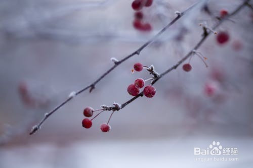 车厘子含有什么营养成分