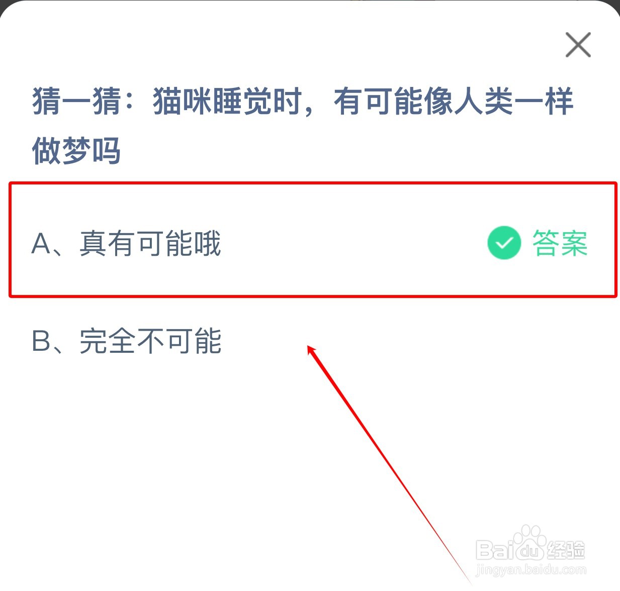 蚂蚁庄园:猫咪睡觉时有可能像人类一样做梦吗