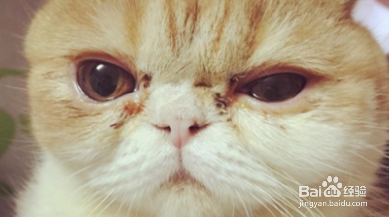 猫泪痕怎么消除