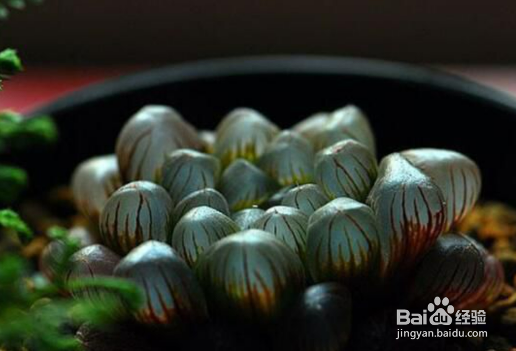 多肉玉露怎么养才能饱满通透