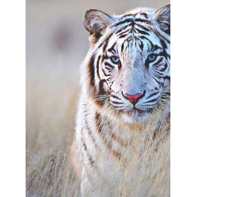 什么叫声能引起白虎的兴趣